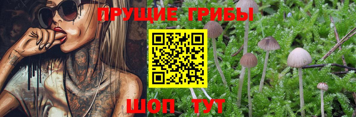 Галлюциногенные грибы Psilocybe Миасс